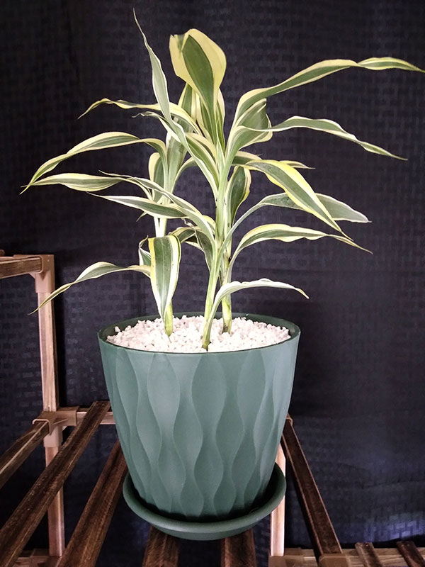 lucky bamboo plant