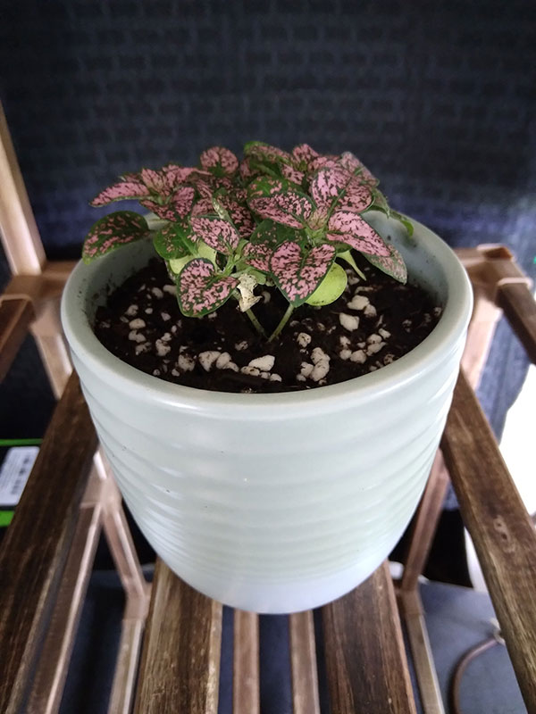 polka dot plant
