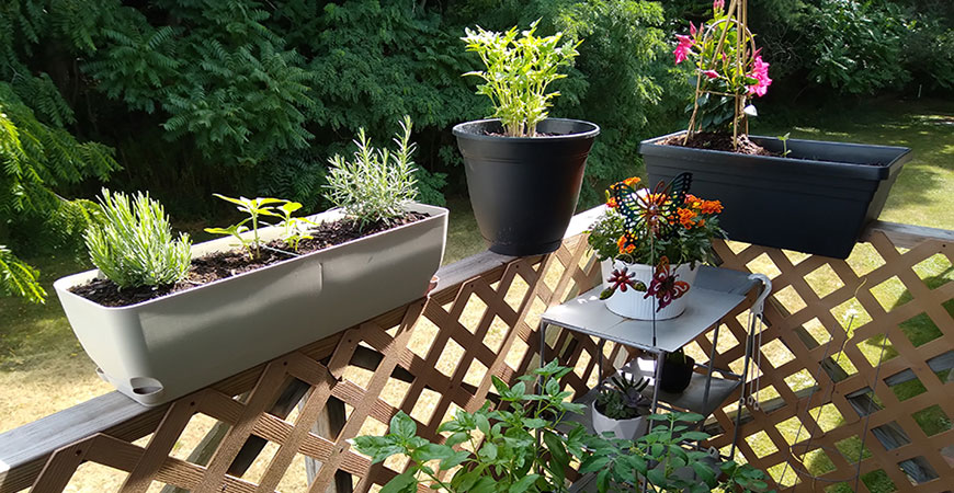 balcony gardening
