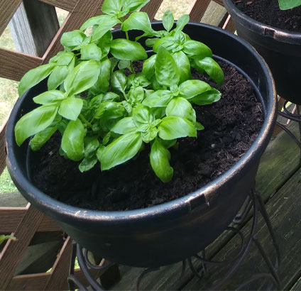 basil on the balcony