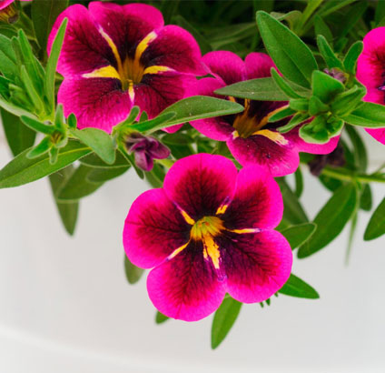 calibrachoa plant pink