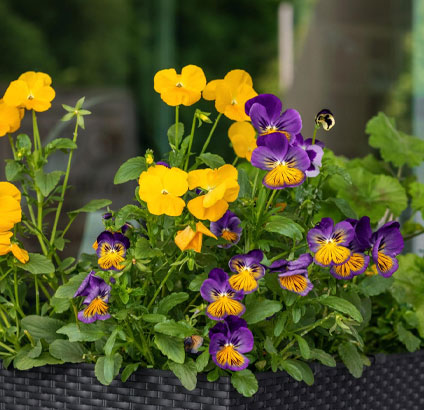 calibrachoa plant purple