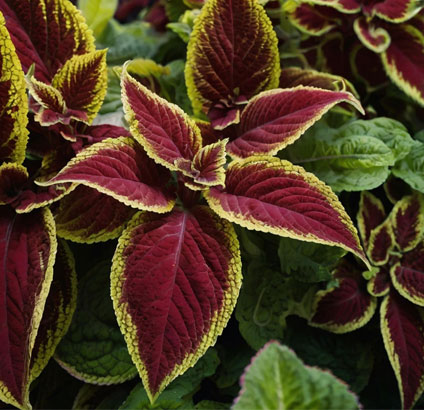 coleus plant