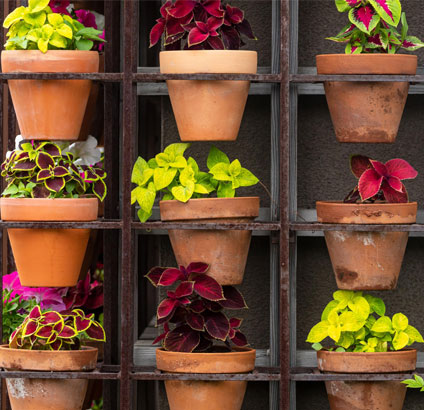 coleus varieties