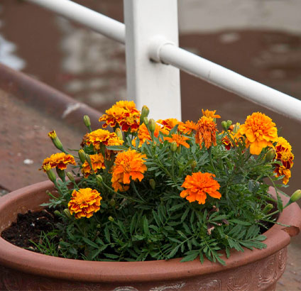 marigold plant in container