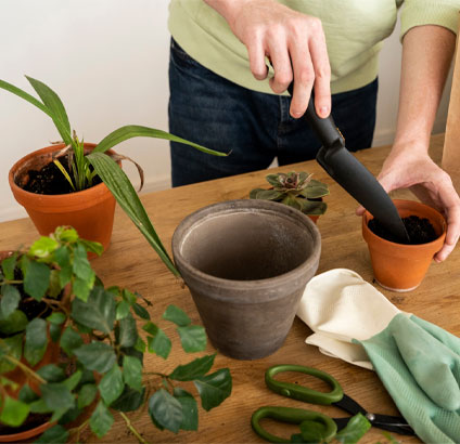 tabletop gardening