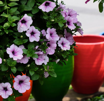 vinca plant purple