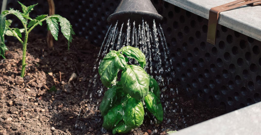 watering herbs