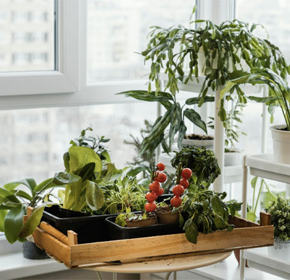 window garden