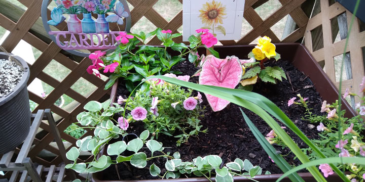 balcony plant garden