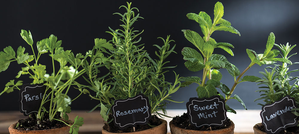 herb garden