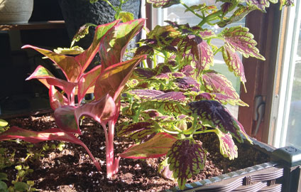 indoor garden box