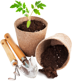plant background